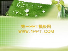 绿色树叶背景植物PPT模板下载