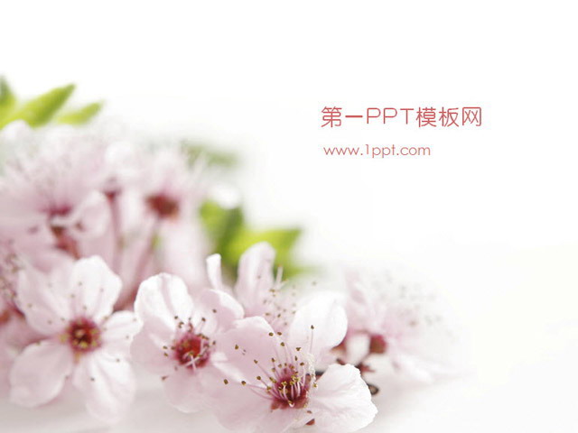 粉色桃花背景植物类幻灯片模板