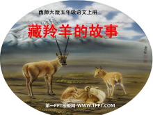 《藏羚羊的故事》PPT课件2