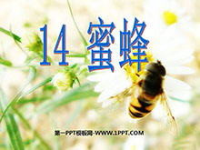 《蜜蜂》PPT教学课件下载3