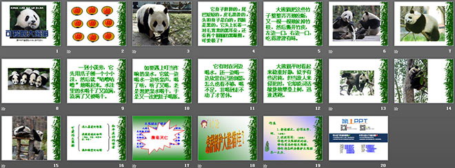 《可爱的大熊猫》PPT课件2