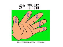 《手指》PPT课件3