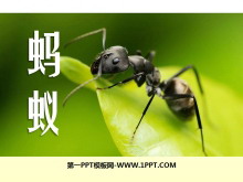 《蚂蚁》PPT课件2