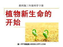《植物新生命的开始》植物的生长变化PPT课件3