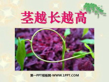 《茎越长越高》植物的生长变化PPT课件3