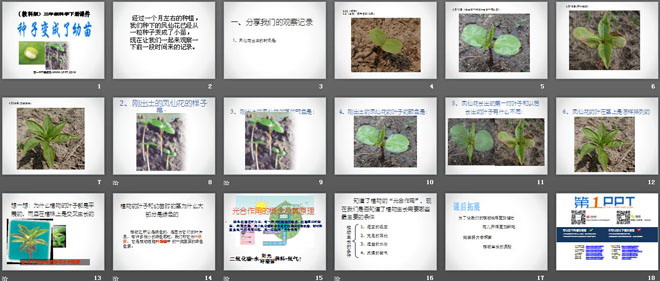 《种子变成了幼苗》植物的生长变化PPT课件3