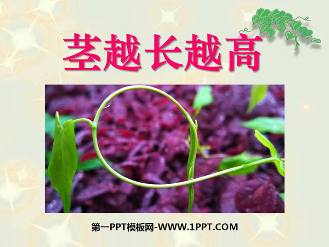 《茎越长越高》植物的生长变化PPT课件3