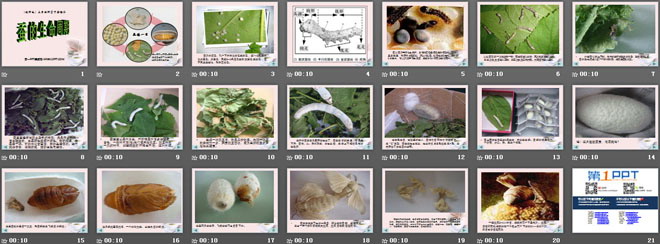 《蚕的生命周期》动物的生命周期PPT课件2