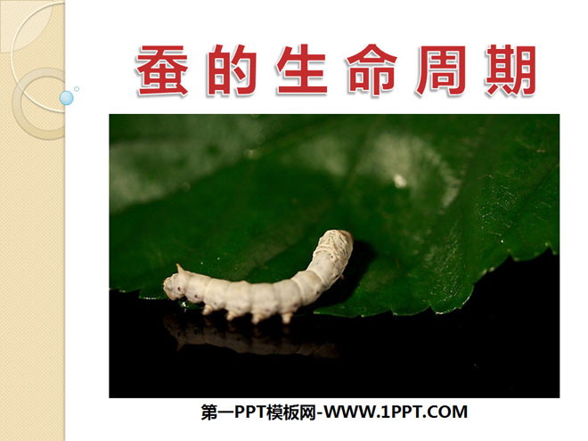 《蚕的生命周期》动物的生命周期PPT课件3
