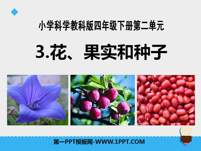 《花、果实和种子》新的生命PPT课件2