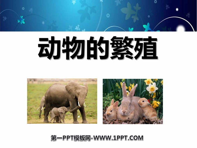 《动物的繁殖》新的生命PPT课件2