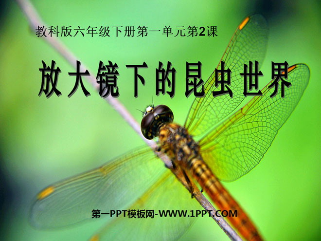 《放大镜下的昆虫世界》微小世界PPT课件2