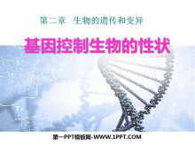 《基因控制生物的性状》生物的遗传和变异PPT课件4