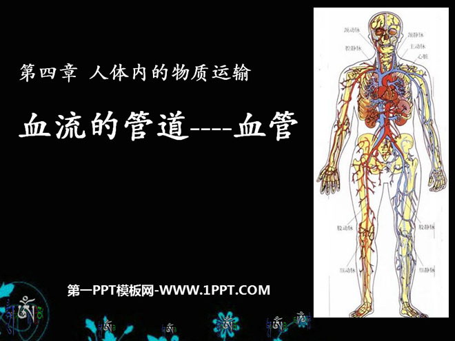 《血流的管道-血管》人体内物质的运输PPT课件5