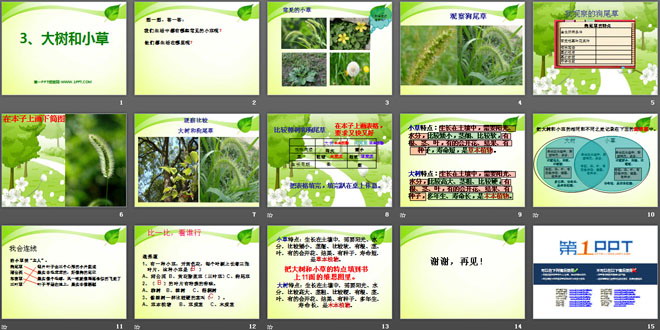 《大树和小草》植物PPT课件3