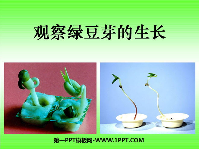 《观察绿豆芽的生长》生物与环境PPT课件2