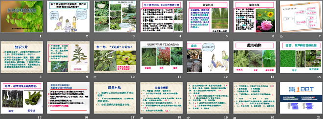 《多种多样的植物》生物的多样性PPT课件4