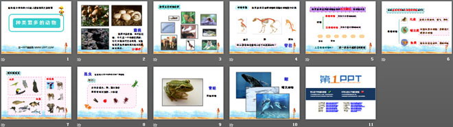 《种类繁多的动物》生物的多样性PPT课件2