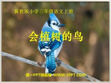 《会植树的鸟》PPT课件3
