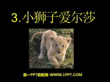 《小狮子爱尔莎》PPT课件3