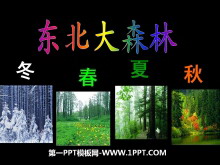 《东北大森林》PPT课件2
