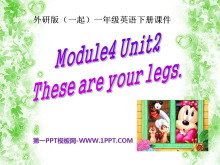 《These are your legs》PPT课件