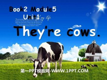 《They/re cows》PPT课件2