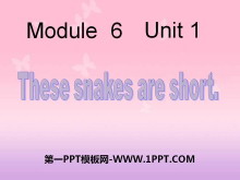 《These snakes are short》PPT课件