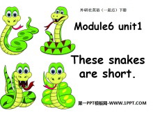 《These snakes are short》PPT课件4