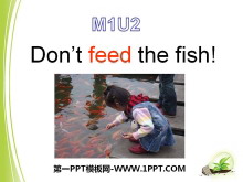 《Don/t feed the fish》PPT课件3
