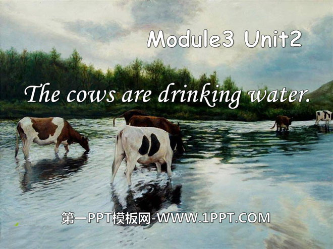 《The cows are drinking water》PPT课件