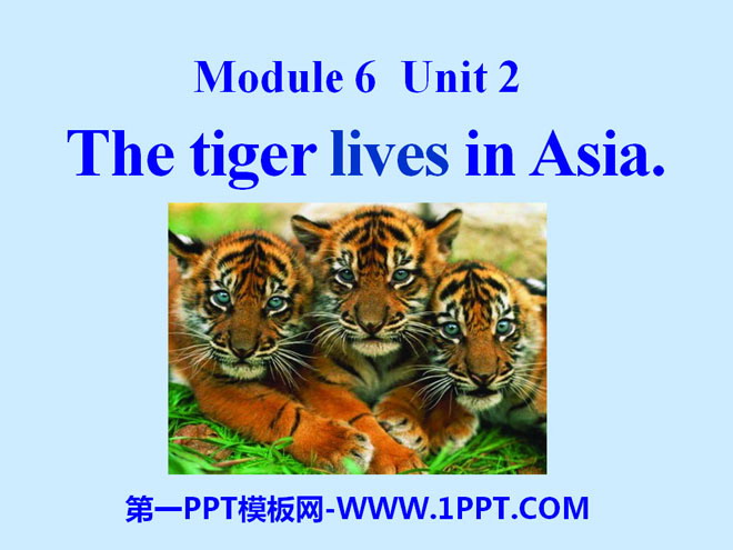 《The tiger lives in Asia》PPT课件2