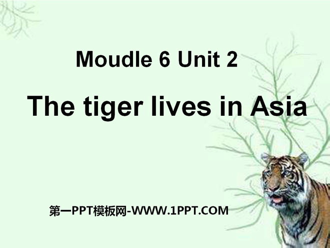 《The tiger lives in Asia》PPT课件5