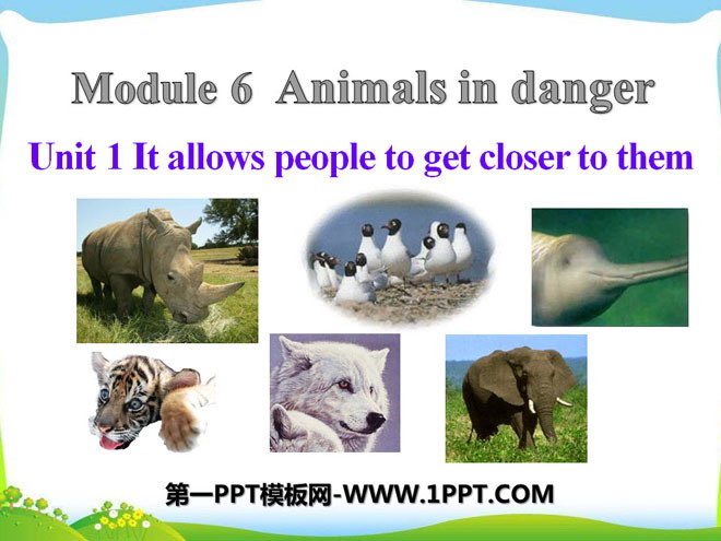《It allows people to get closer to them》Animals in danger PPT课件3