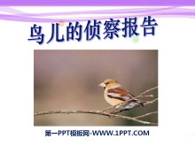 《鸟儿的侦察报告》PPT课件6