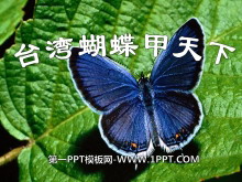 《台湾蝴蝶甲天下》PPT课件