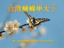 《台湾蝴蝶甲天下》PPT课件2