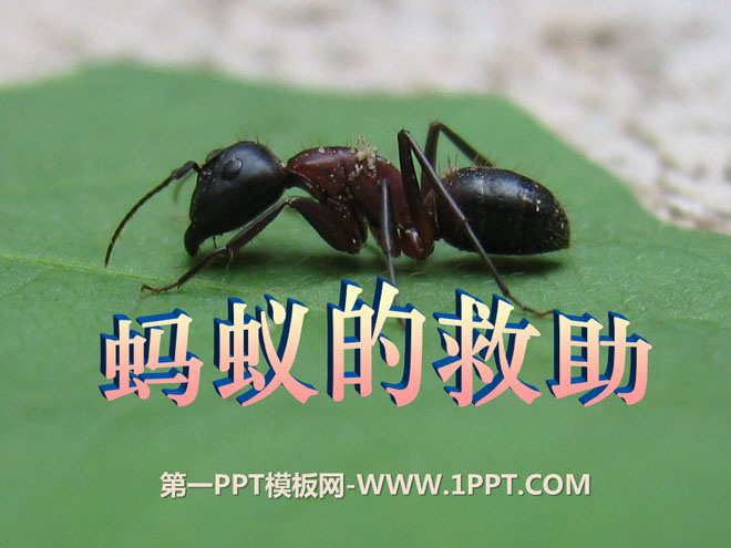 《蚂蚁的救助》PPT课件2