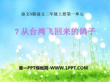 《从台湾飞回来的鸽子》PPT课件3