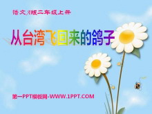 《从台湾飞回来的鸽子》PPT课件