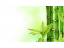 绿色清新竹子幻灯片背景图片