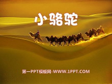 《小骆驼》PPT课件