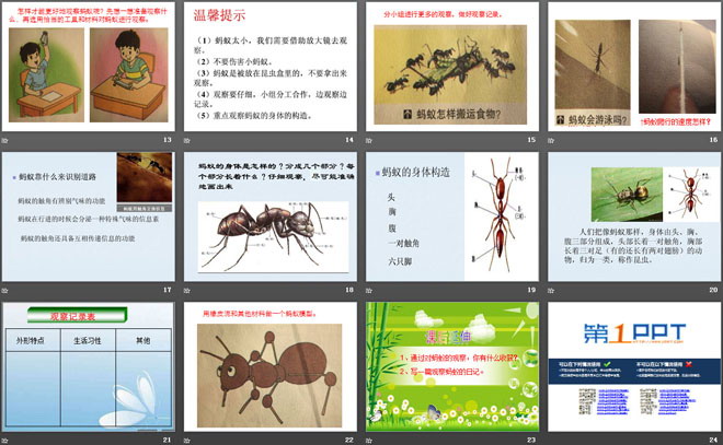 《观察蚂蚁》寻访校园里的动植物PPT课件