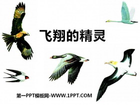 《飞翔的精灵》多种多样的动物PPT课件3