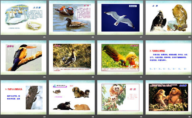 《动物的主要类群》PPT课件下载