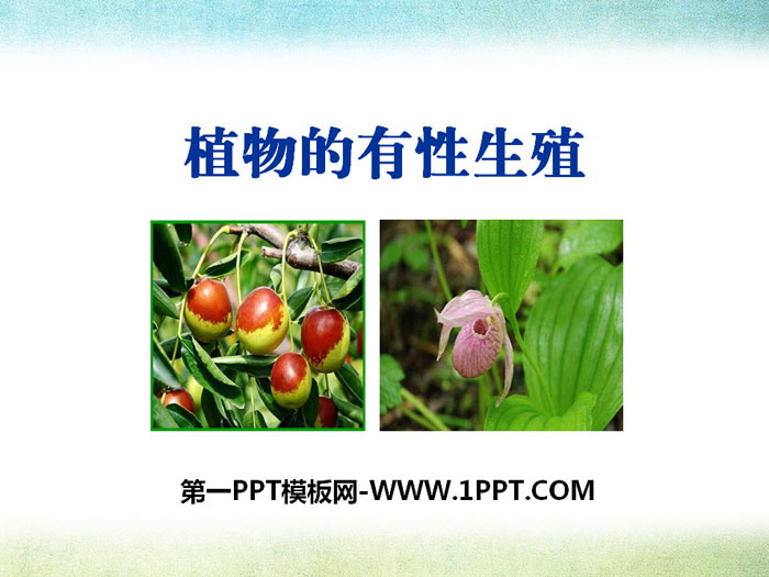 《植物的有性生殖》PPT
