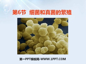 《细菌和真菌的繁殖》PPT