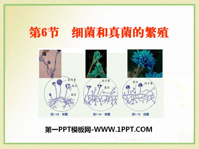 《细菌和真菌的繁殖》PPT课件