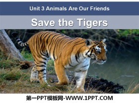《Save the Tigers》Animals Are Our Friends PPT下载