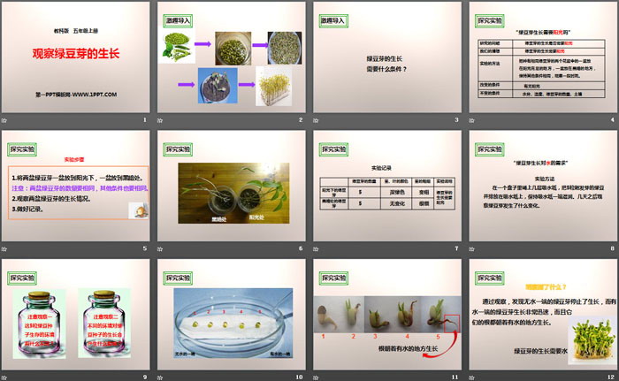 《观察绿豆芽的生长》生物与环境PPT下载